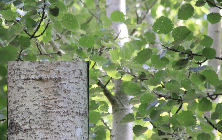 Осина обыкновенная populus tremula