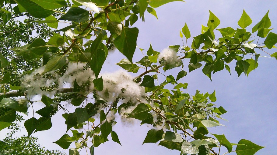 Осенняя осина