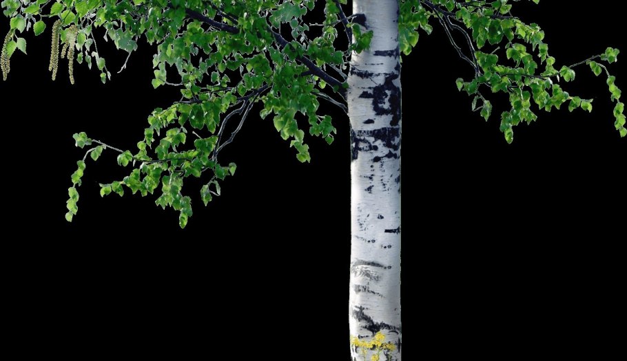 Чечевички осины