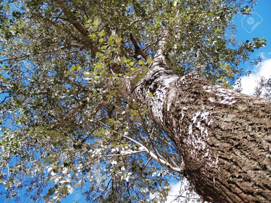 Betula берёза белая