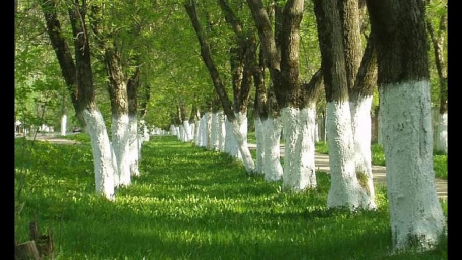 Ствол зимнего дерева