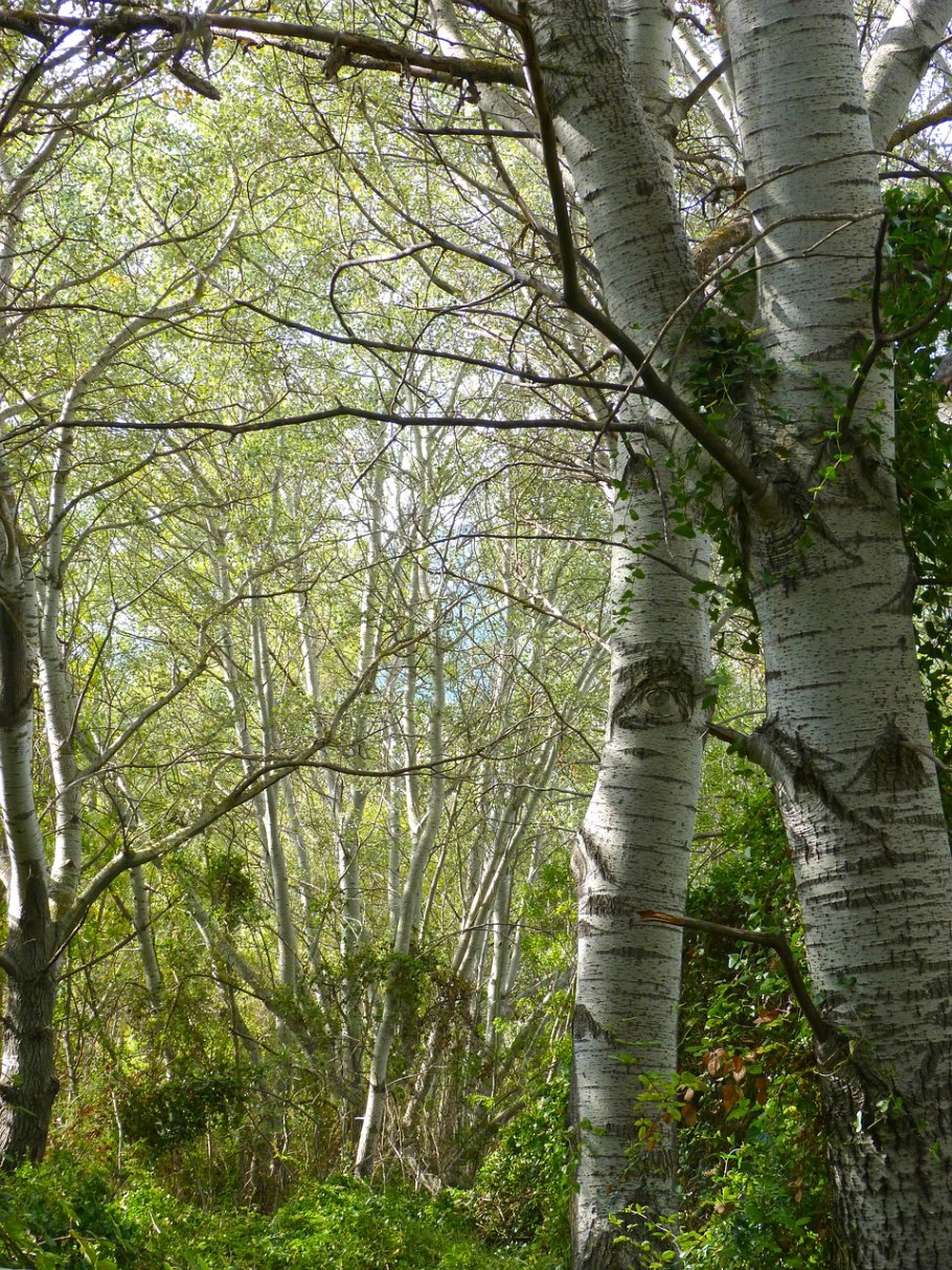 Береза пушистая Betula pubescens