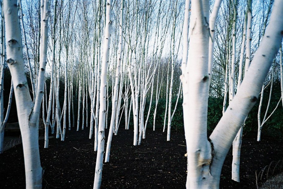 Плакучая береза