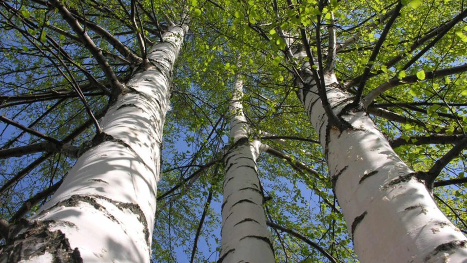 Populus Alba
