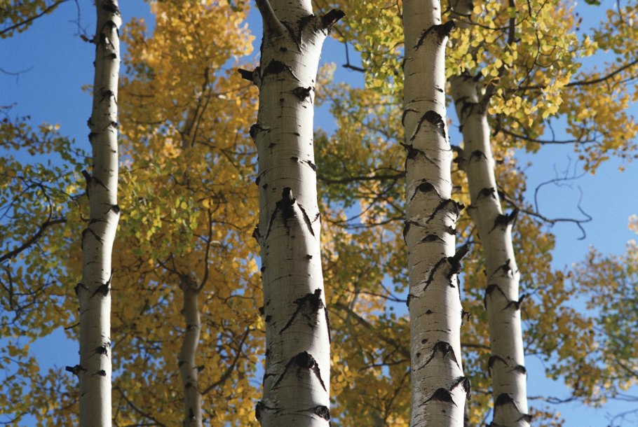 Осина обыкновенная