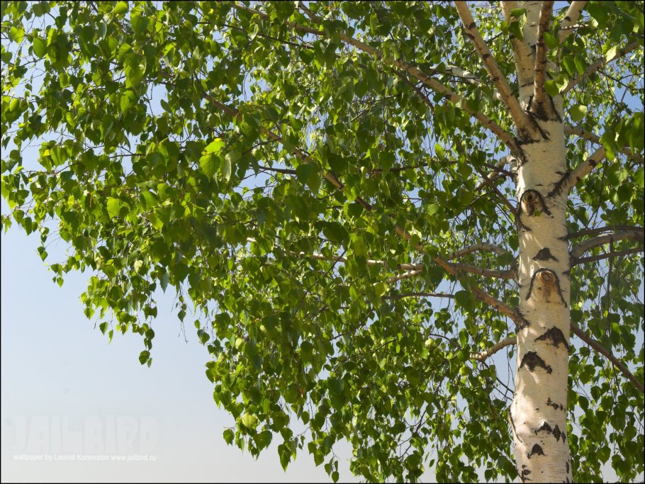 Береза повислая кора