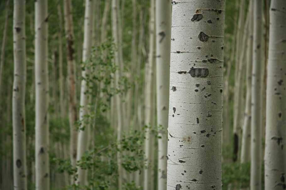 Береза Тополь осина