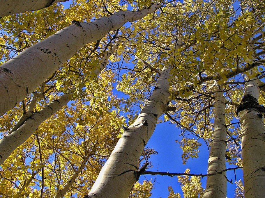 Ствол осины зимой