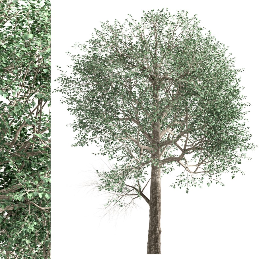 Populus Alba Тополь белый серебристый