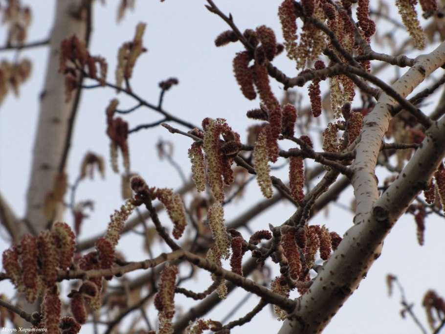 Тополь дерево кора