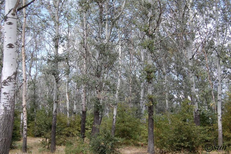 Тополь серебристый Populus Alba