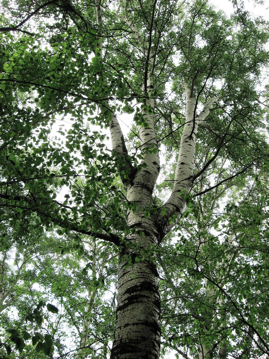 Тополь белый кора