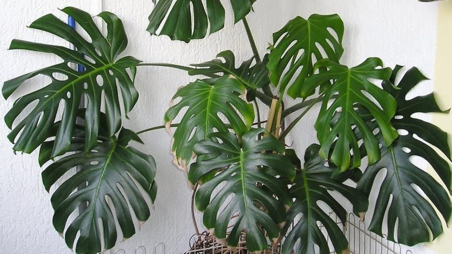 Монстера Борзига и деликатесная