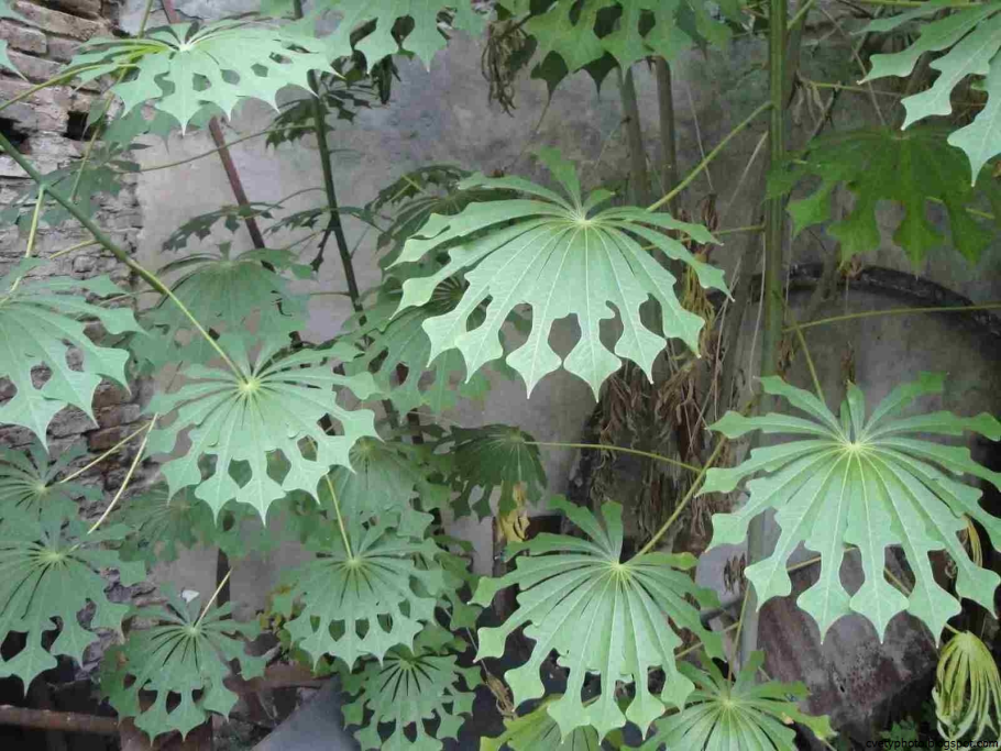 Manihot grahamii растение