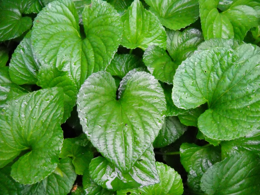 Многолетники с круглыми листьями