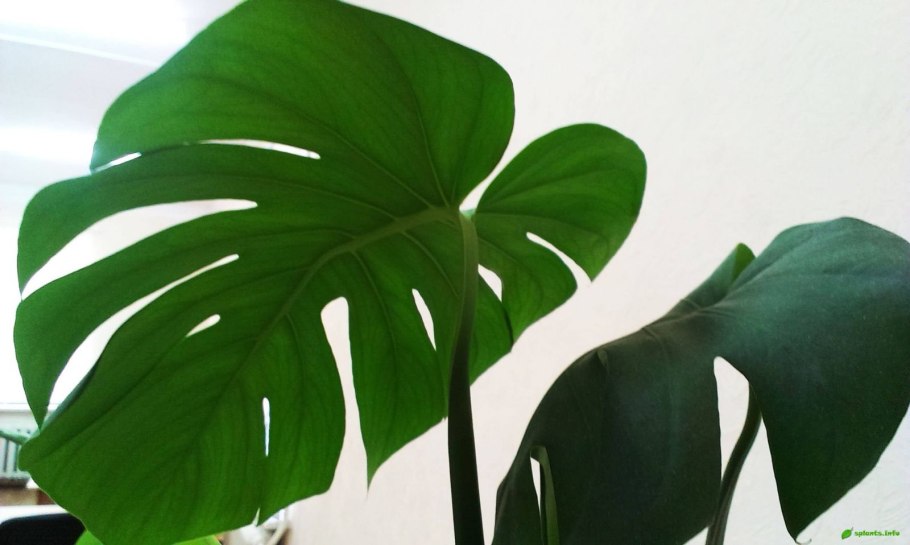 Монстера Маргината