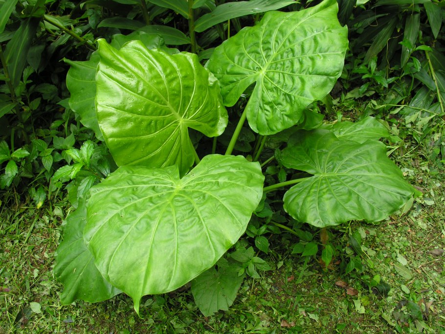 Алоказия душистая