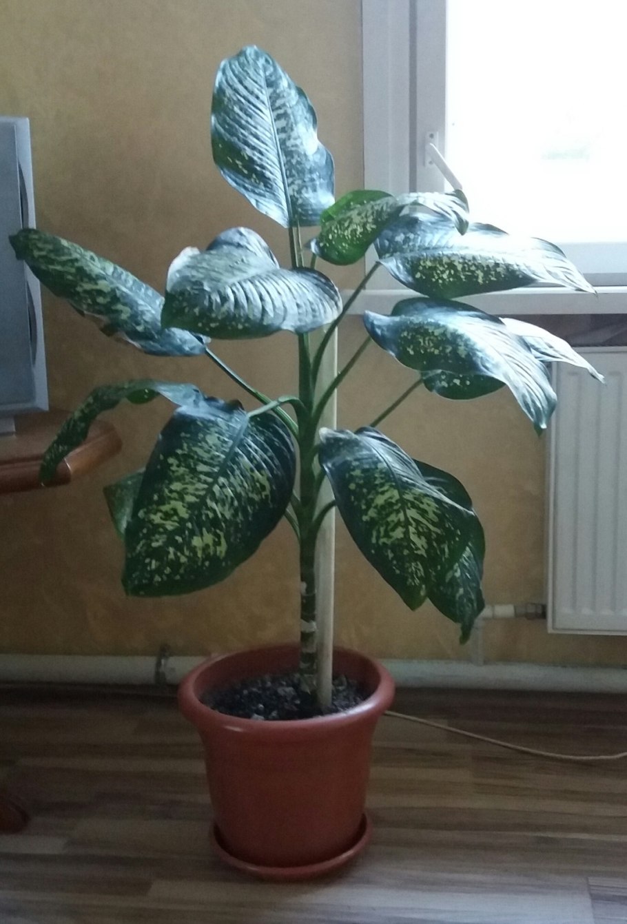 Комнатные растения с большими листьями