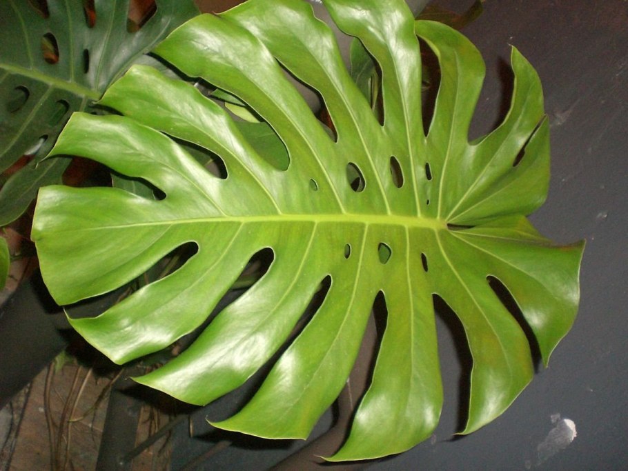 Монстера Плюмерия