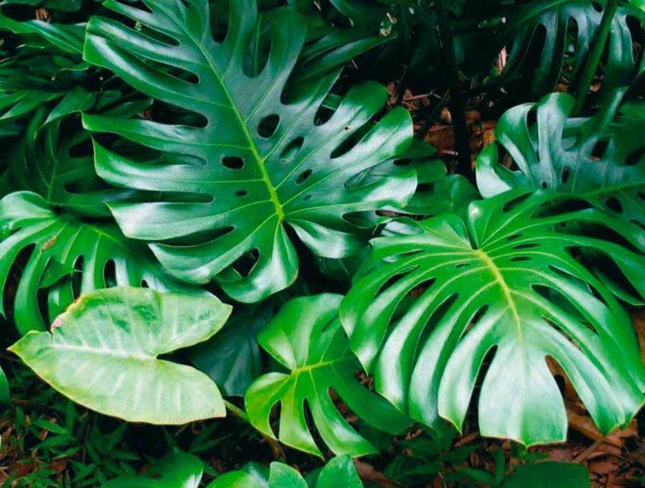 Монстера деликатесная (Monstera deliciosa)