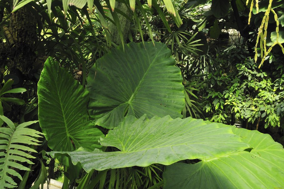 Растения с крупными листьями