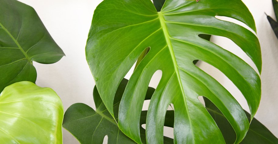 Монстера Делициоза (Monstera deliciosa)