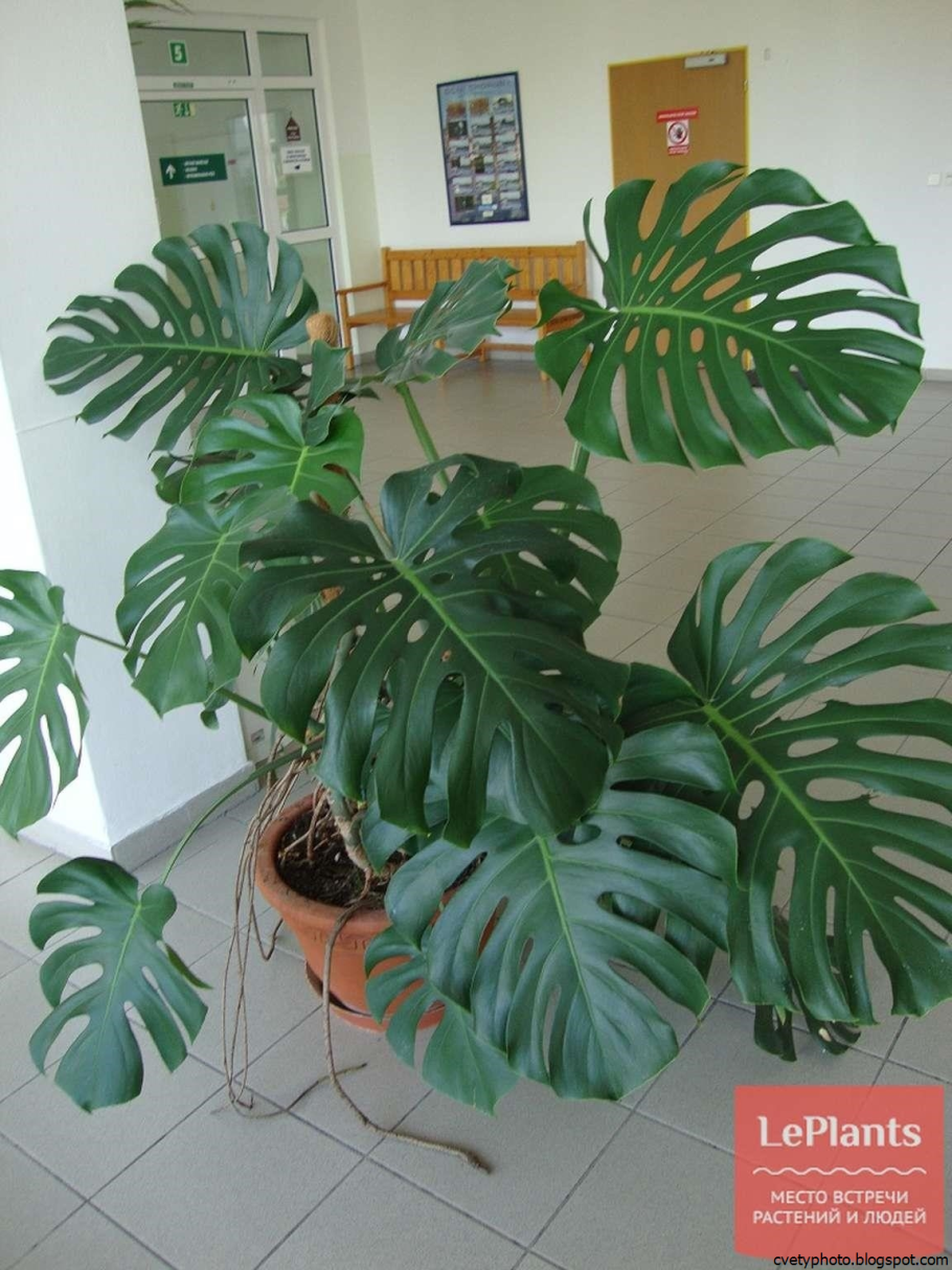 Монстера деликатесная (Monstera deliciosa)
