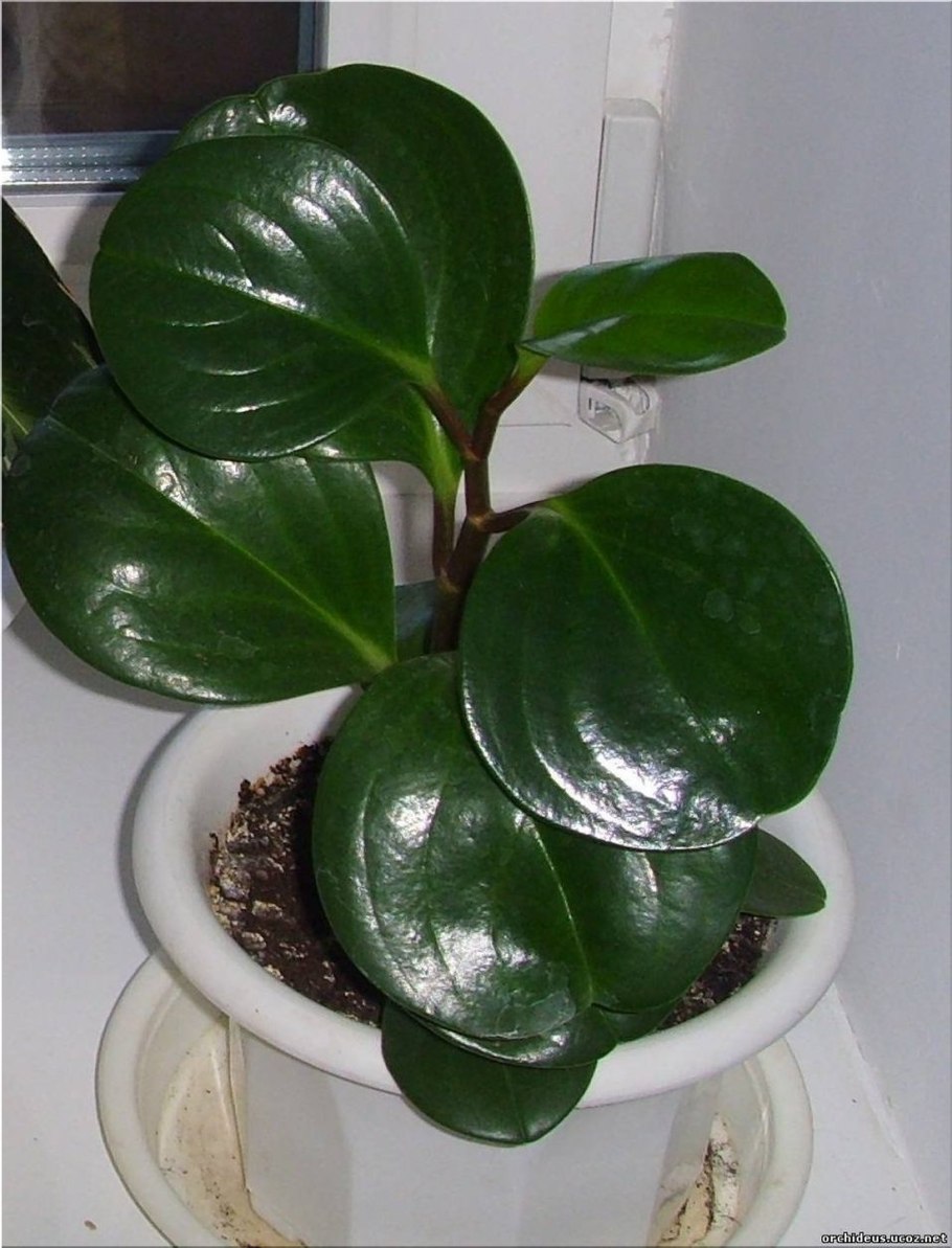 Цветок мужегон Диффенбахия