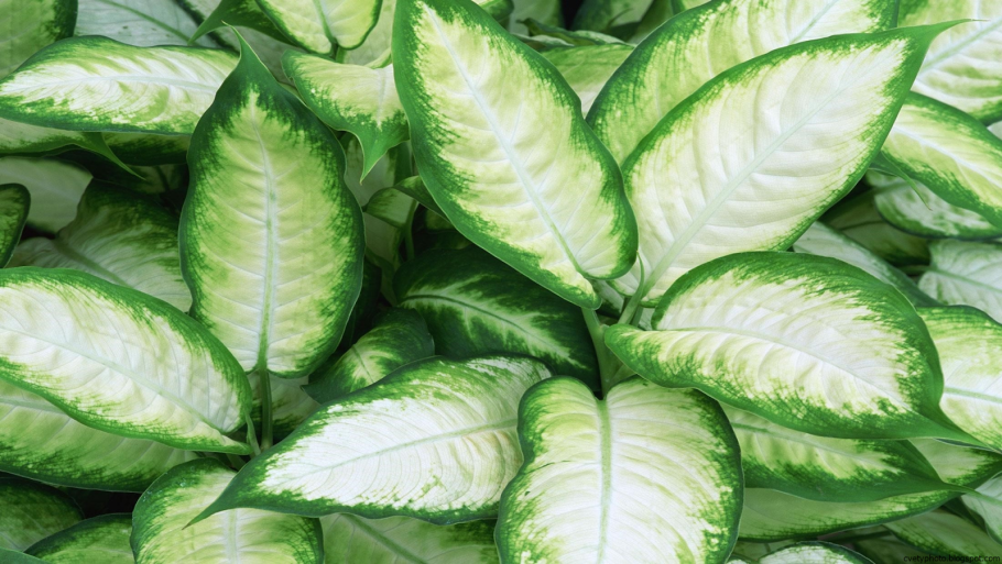 Диффенбахия Сегуина CV. Camilla