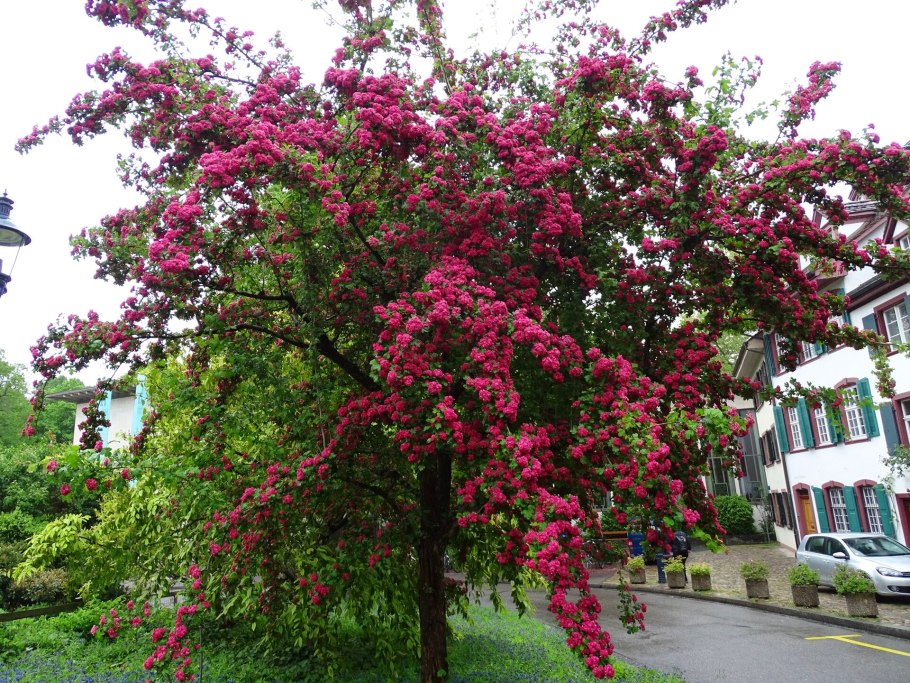 Боярышник Розовоцветущий