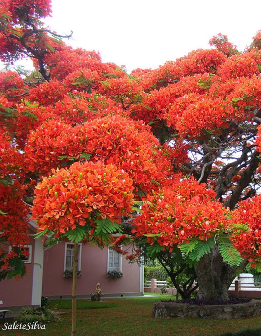 Делоникс Королевский