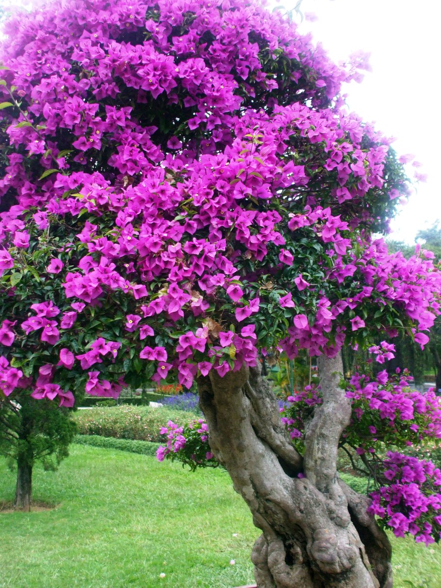 Бугенвиллия Sakura