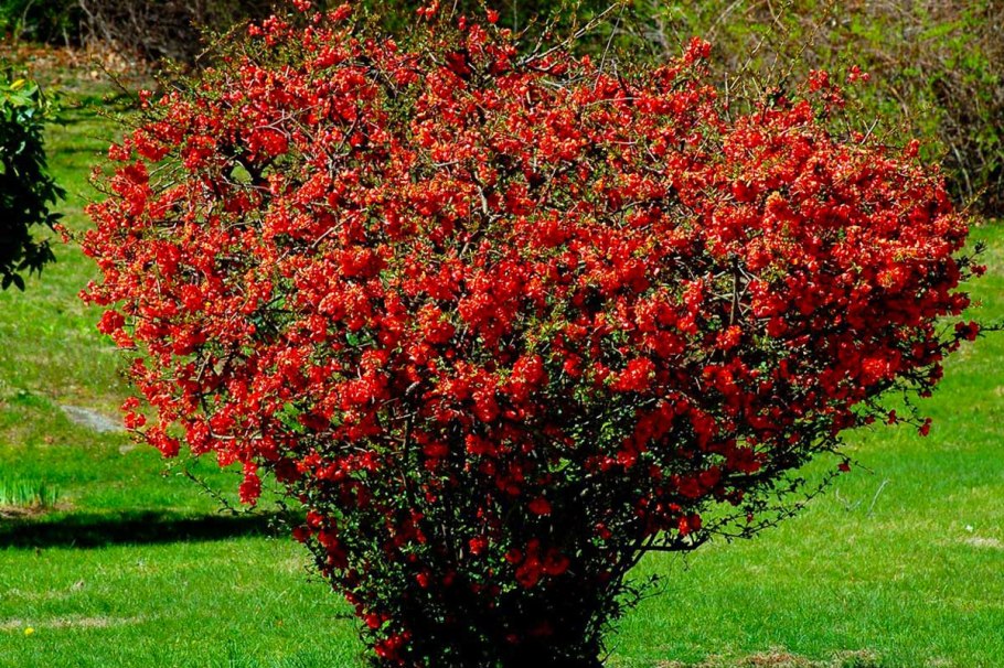 Хеномелес Маулея