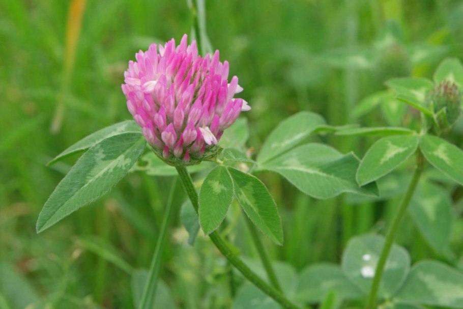Клевер Луговой - Trifolium pratense l