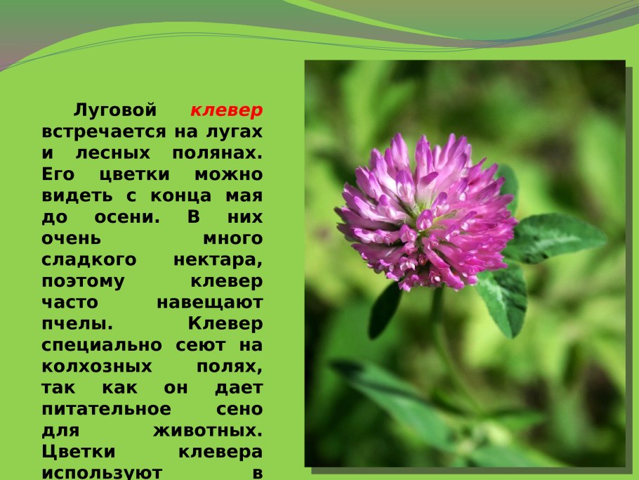 Клевер Луговой рассказ