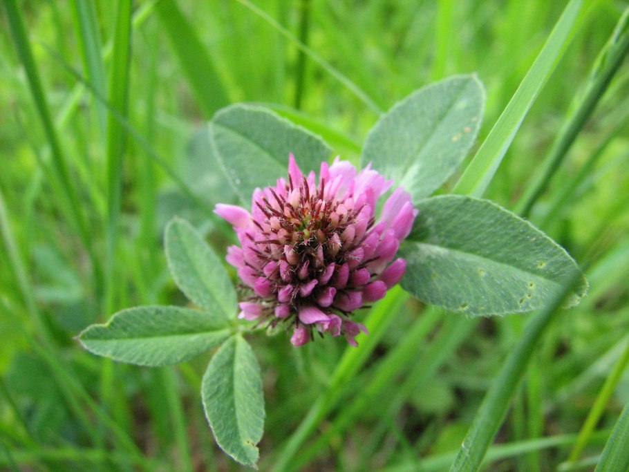 Клевер Луговой - Trifolium pratense l