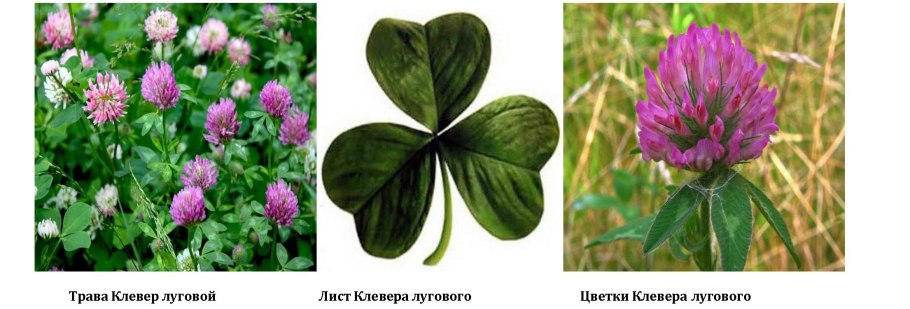 Клевер Витязь Луговой