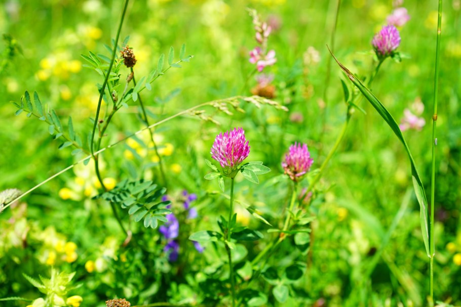Клевер Луговой - Trifolium pratense l