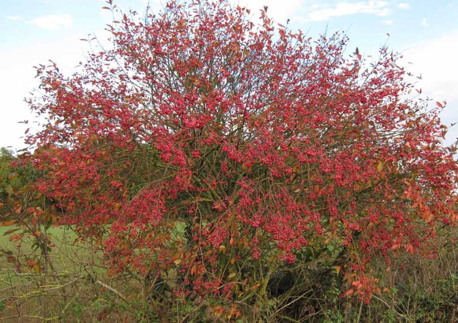 Бересклет Бруслина