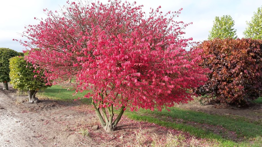 Бересклет крылатый