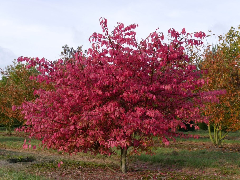 Бересклет крылатый Euonymus alatus