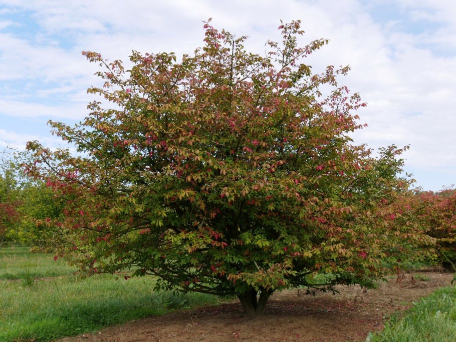 Бересклет Маака Euonymus maackii