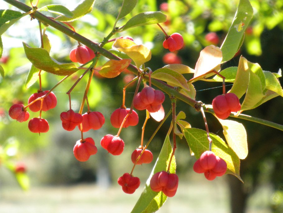 Euonymus europaeus