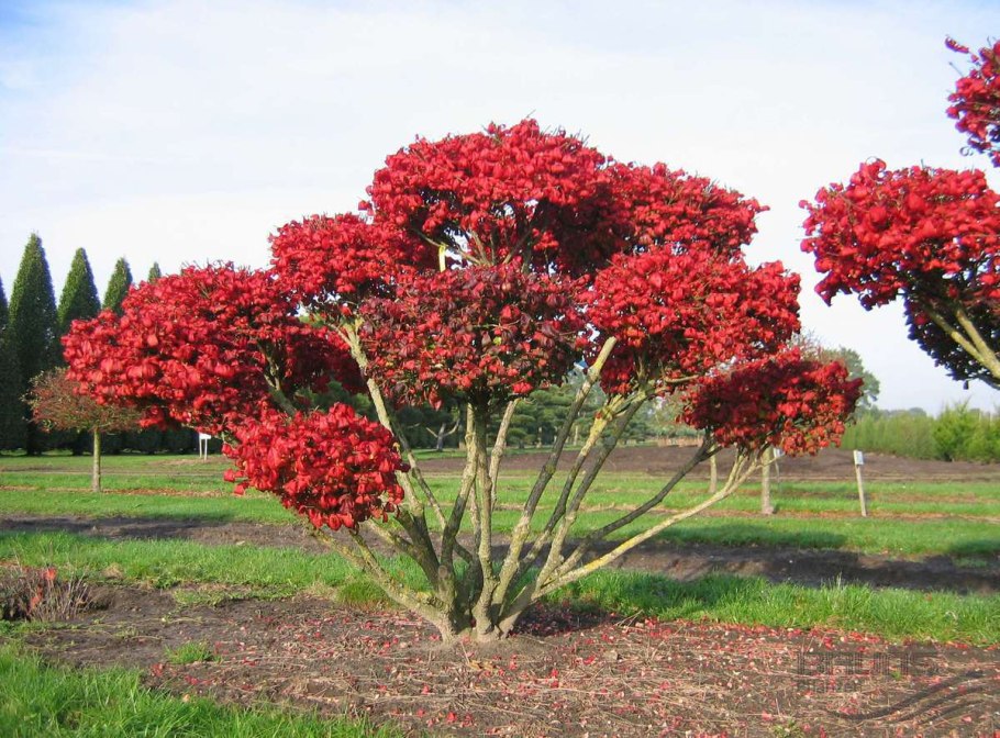 Бересклет крылатый бонсай