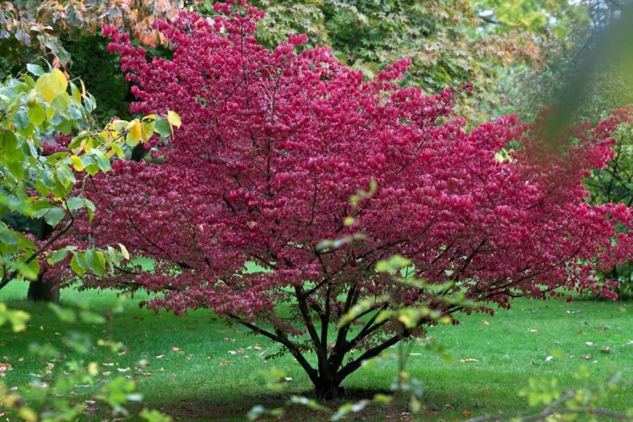 Бересклет Чикаго Файер