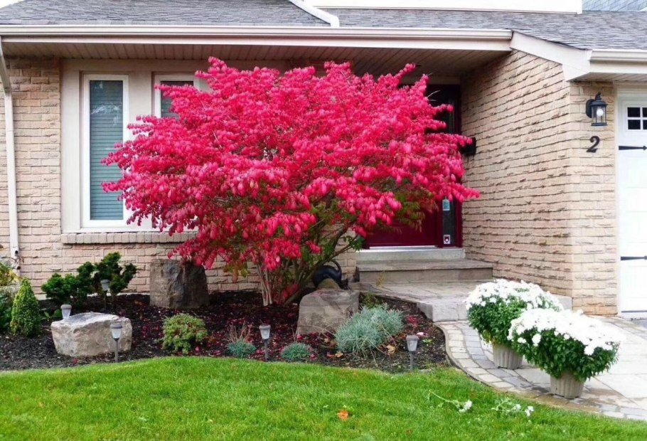 Бересклет Гамильтона