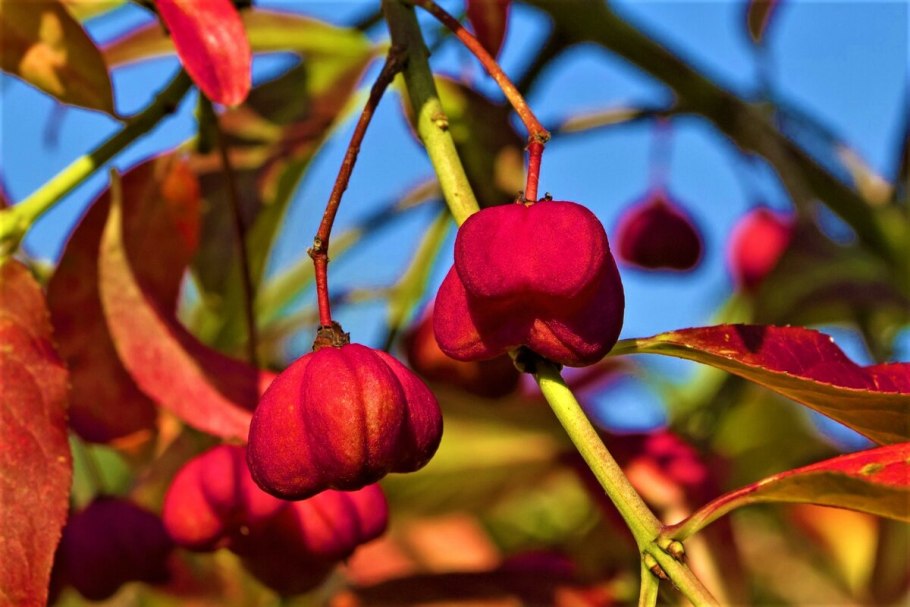 Бересклет Европейский бородавчатый