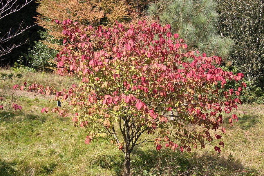Бересклет крылатый Euonymus alatus