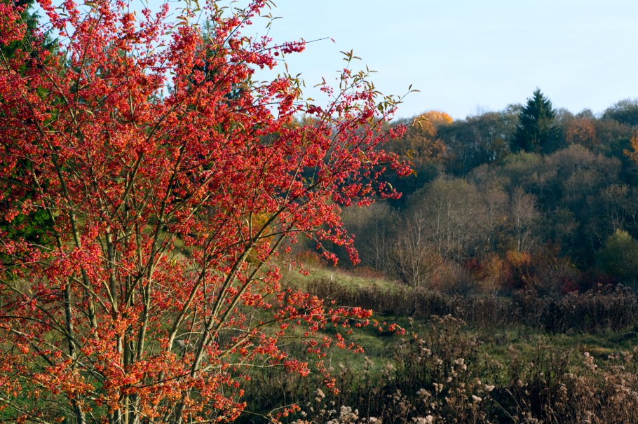 Бересклет Гамильтона