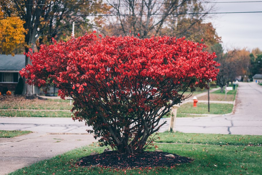 Бересклет крылатый Нана